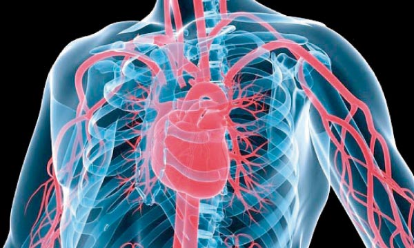 bienfaits cardio vasculaire sport santé concept activité physique adaptée